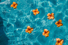 
Top View Of Crystal Clear Blue Pool With Tropical Orange Flowers Floating On The Surface . Abstract Summer Beach Vacation Backdrop