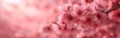 © Ivana - pink cherry blossom on pink background