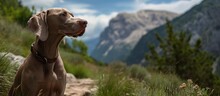 Weimaraner Dog In Aran Valley, Spain On A Mountain Path.