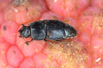 Wall Mural - The sap beetle, also known as Nitidulidae. The insect was feeding in the ripe fruit, Mauritius.