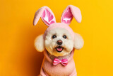 Fototapeta Panele - Happy cute dog wearing an easter costume of bunny isolated on solid yellow bright background. ai generative