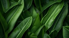 Banana Leaves Background. Lush Young Banana Tree Leaf. Rainforest, Ecology, Nature, Background. Wide Format
