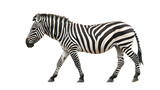 Fototapeta Konie - Zebra Walking on White Background, Majestic Stripes on a Clean Canvas