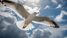 A Seagull Soaring Against A Partly Cloudy Sky. Pay Attention To The Details Of The Bird's Feathers And The Interplay Of Light And Shadow.