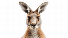 Portrait Of Kangaroo Isolated On White Background