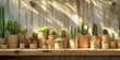 Leinwandbild Motiv wooden wooden pots with cactuses hanging on wooden ledge