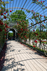 Wall Mural - Greenhouse with roses in the Schoenbrunn Palace Park