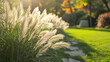 Pampas Grass on the lawn