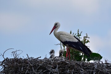 A white stork sits in a nest with small storks