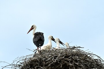 Wall Mural - A family of storks with young stands in a nest on a post