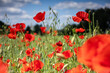 Red poppies in a field on a background of blue sky.

