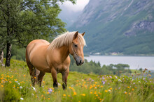 Norwegian Fjord - Norway - Norwegian Fjord Horses Are Hardy And Versatile, Recognized By Their Distinct Dun Coat, Dorsal Stripe, And Upright Mane