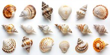 High-resolution Image Of Seashells Against A White Backdrop.