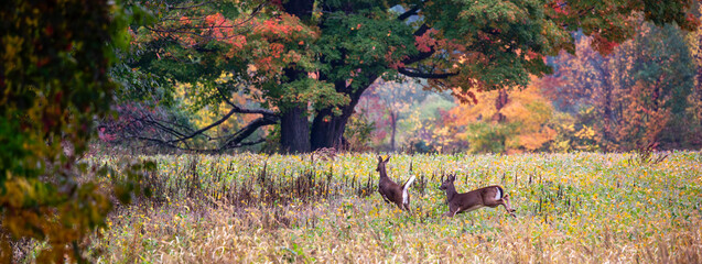 Two white-tailed deer bucks (odocoileus virginianus) running in a soybean field