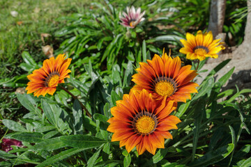 Wall Mural - colorful gazania flower mix in a garden