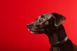 Black dog portrait on red background. Closeup animal photography style. Design for frame, poster, wallpaper, print, banner, card. Side view