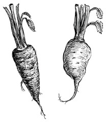 Hand drawn of two ripe carrot and horseradish root vegetables with leaves, black and white vector illustration isolated on white