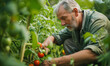 Middle aged man ties up tomatoes. Working in the garde