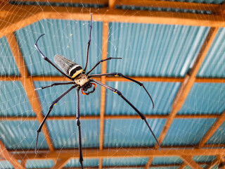 focus on the spider animal that resides in its web