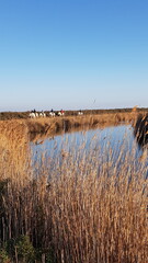 Canvas Print - Camargue