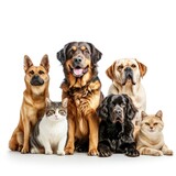 Fototapeta Psy - A Whiskered Gathering: Dogs and Cats United