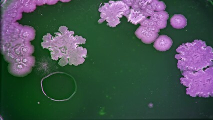 Poster - time lapse of bacterial film growth on the surface of a nutrient medium, scientific experiments