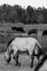  Majestic przewalski horse grazing in meadow with scottish highland bulls in background