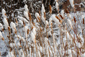 Sticker - Cattails In The Snow Along the Fox River Trail After A Large January Snowstorm In De Pere, Wisconsin