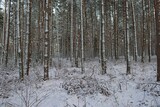 Fototapeta  - Wysoki, sosnowy las zimą. Śnieg pokrywa korony drzew, ziemię i oblepia smukłe wysokie pnie. Gałęzie drzew uginają się pod ciężarem śniegu.