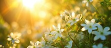 Blooming White Flowers Surrounded By Green Nature And Shining Sun Look Amazing.
