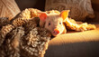 Concept of the National Pet Day. Cute little dwarf piglet lies on a cozy sofa covered with a fleecy blanket