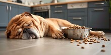 English Bulldog Sleeps On Floor Next To Full Bowl Of Dry Dog Food