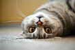 Scottish Fold cat - Originated in Scotland, known for their unique, folded ears and playful personalities