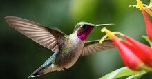 A Mesmerizing Photo Capturing A Hummingbird In Flight, Its Iridescent Feathers Glittering Against A Tropical Background As It Hovers Near A Vibrant Flower