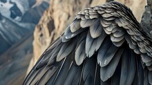 A Close Up Of A Bird's Wings On A Rock