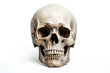 © LFK - Skeleton head isolated on white background