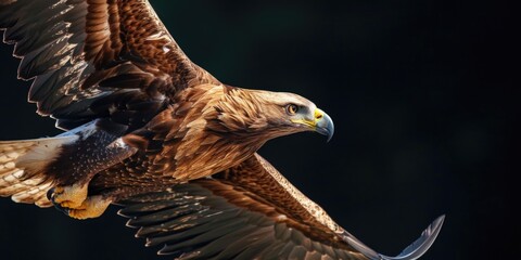 Poster - A majestic bird of prey soaring through the sky. Perfect for nature and wildlife enthusiasts