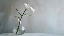 A Single White Flower In A Glass Vase