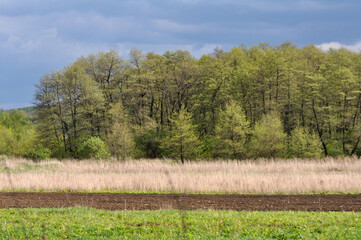 Wall Mural - Spring landscape with fresh greenery