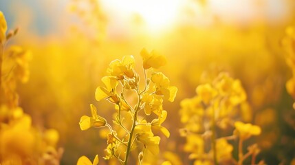 Poster - A beautiful field of yellow flowers with the sun shining in the background. Perfect for nature and landscape designs