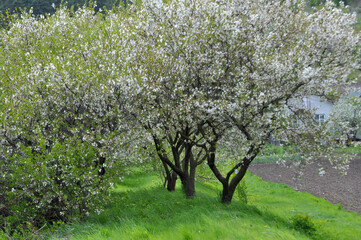 Sticker - Spring landscape with fresh greenery