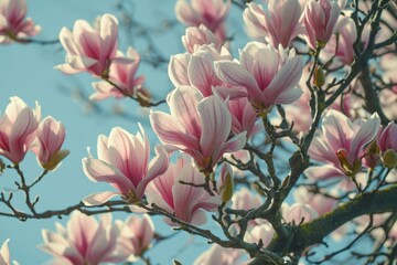 Poster - A close-up view of a tree with vibrant pink flowers. This image captures the beauty and detail of the delicate blossoms. Perfect for adding a touch of nature to any project or design