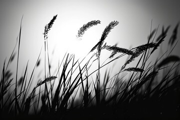 Poster - A black and white photo capturing the beauty of tall grass. Perfect for nature enthusiasts and those seeking minimalist artwork