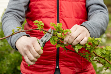 Wall Mural - A gardener manually cuts a raspberry bush with a bypass pruner.