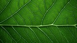 Fototapeta  - Beautiful Green Leaf with Veins on a Large Vegetative Background AI Generated