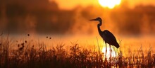 A Young Heron Welcomes The Sunrise In A Salt Marsh In New Jersey.