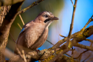 Wall Mural - Eurasian jay bird sitting on a branch ( Garrulus glandarius )