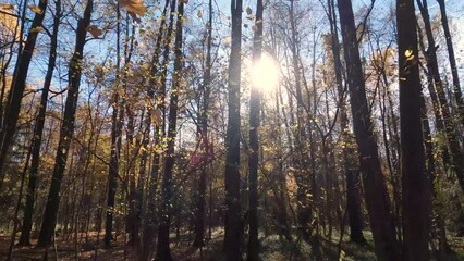 Wall Mural - Fast camera movement along the autumn mixed forest on a sunny day, the rays break through the trees and bushes