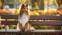 A Shetland Sheepdog Sitting On A Park Bench, With A Backdrop Of Blooming Flowers And The Gentle Morning Sun Casting A Warm, Dog On The Bench