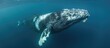 Brazil's South Atlantic Ocean is home to the Eubalaena australis, a large saltwater marine animal known as the right whale.